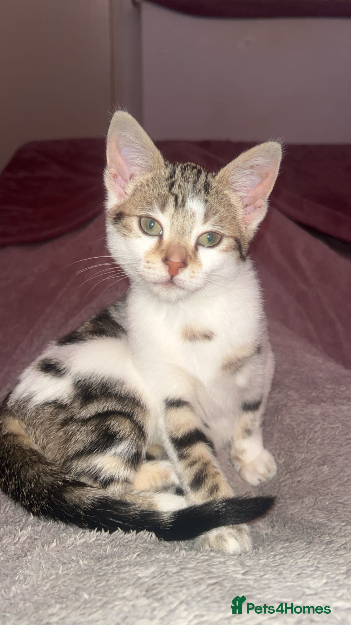 Mixed Breed cats Tabby kitten Ready to collect  - Advert 14