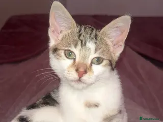 Mixed Breed cats Tabby kitten Ready to collect - Advert 14