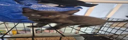 Mixed Breed cats for sale: 2 tabby and 2 black kittens looking for new home - Advert 5