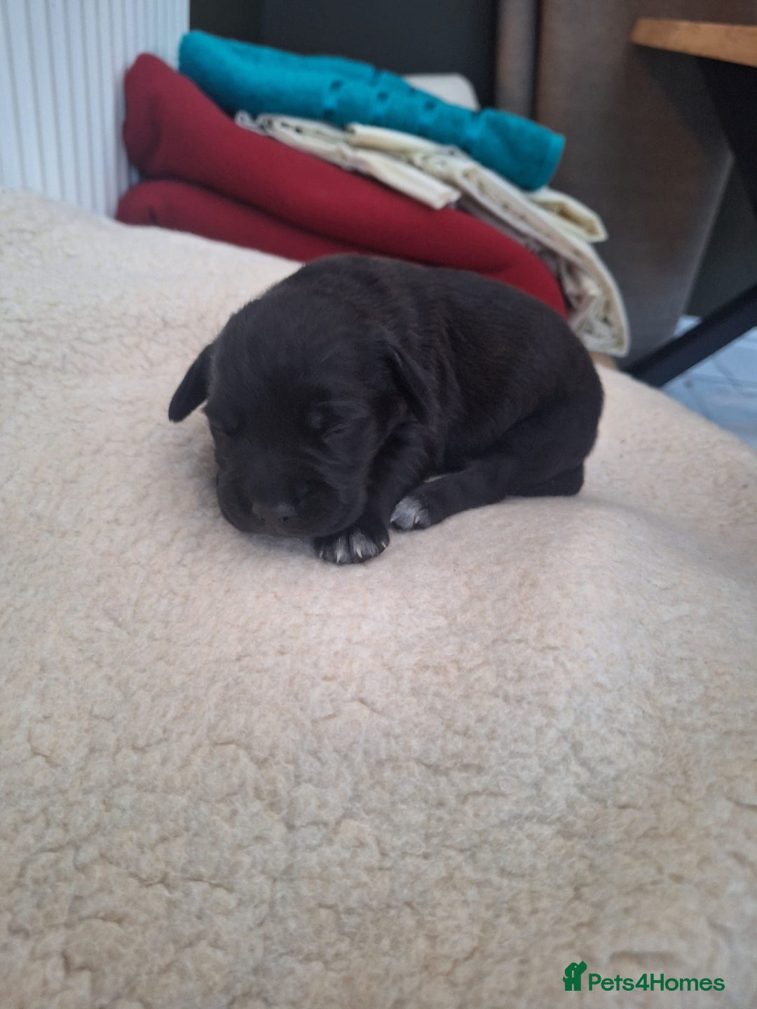 Mixed Breed dogs for sale: Bull sprocker puppies  - Advert 7
