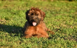 Briard dogs for sale: Top-Class Pedigree Briard Puppies - Image 4