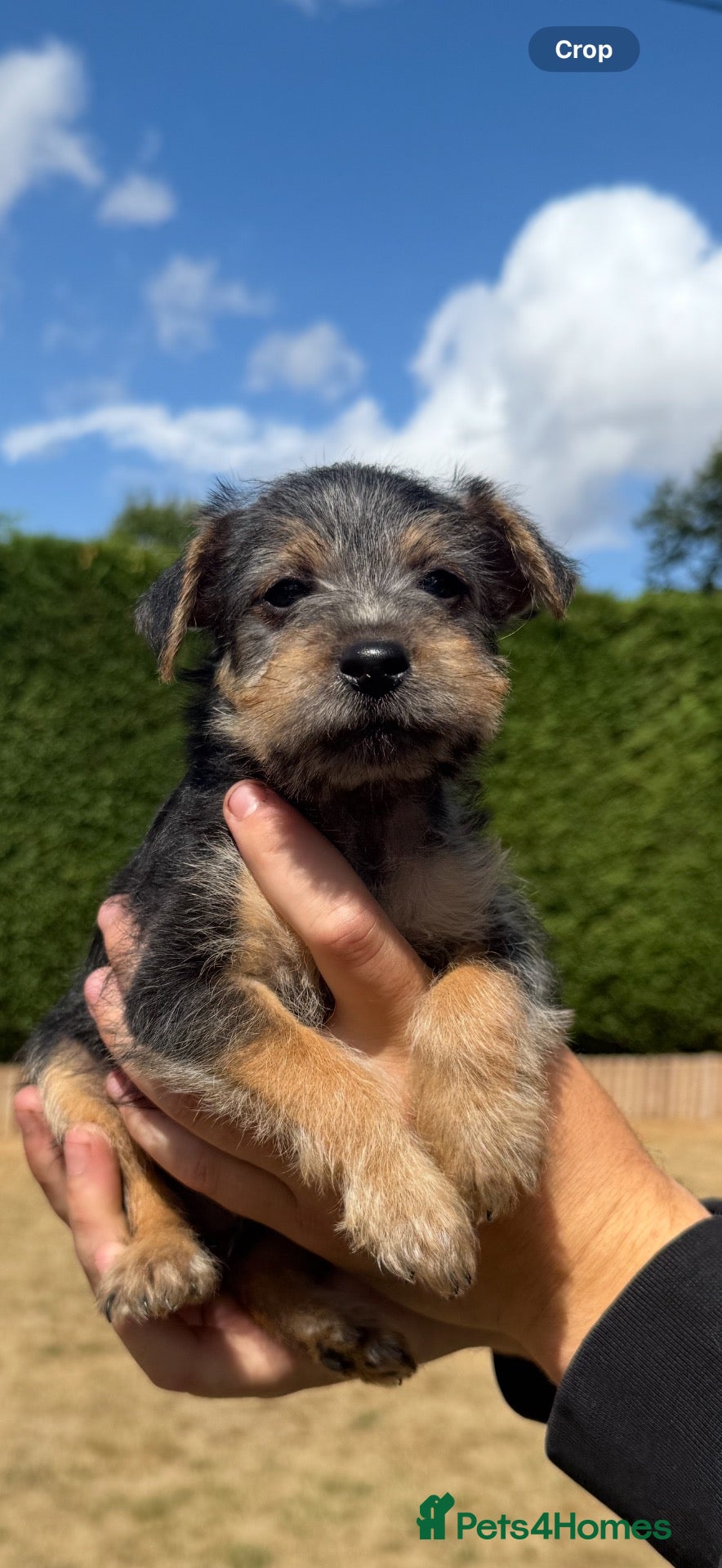 Mixed Breed dogs Patterjack x Lakeland puppies  - Advert 1