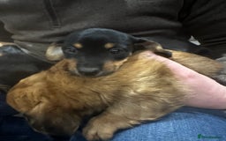 Miniature Dachshund dogs for sale: Miniature dachshund puppies  - Advert 12