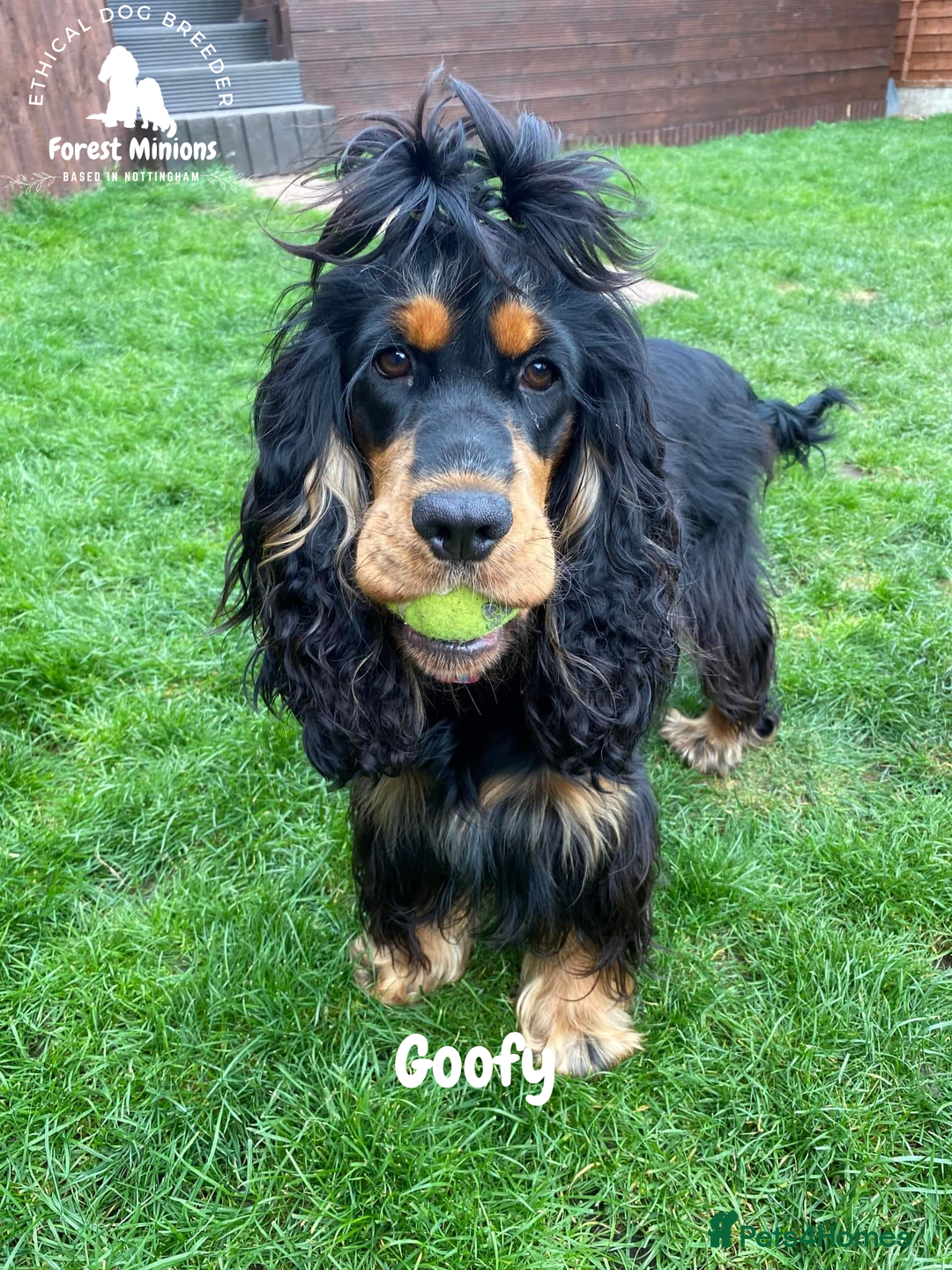 Cocker Spaniel dogs for sale: Beautiful adult English Cocker Spaniel - Advert 2