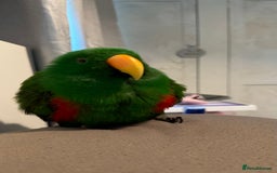 Parrots birds for sale: Male Eclectus parrot - Image 5