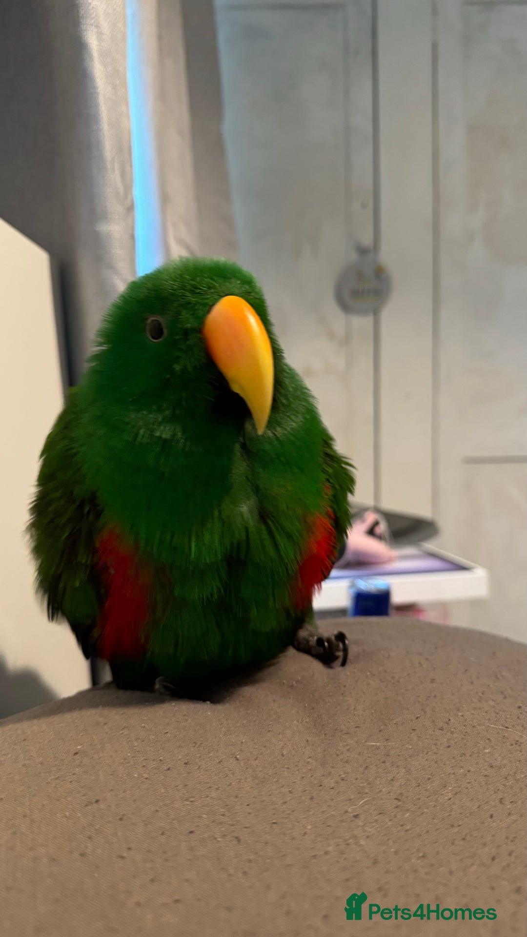 Parrots birds for sale: Male Eclectus parrot - Image 5