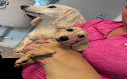 Miniature Dachshund dogs for sale: Miniature Shorthair 6 Month Old Bitch  - Image 3