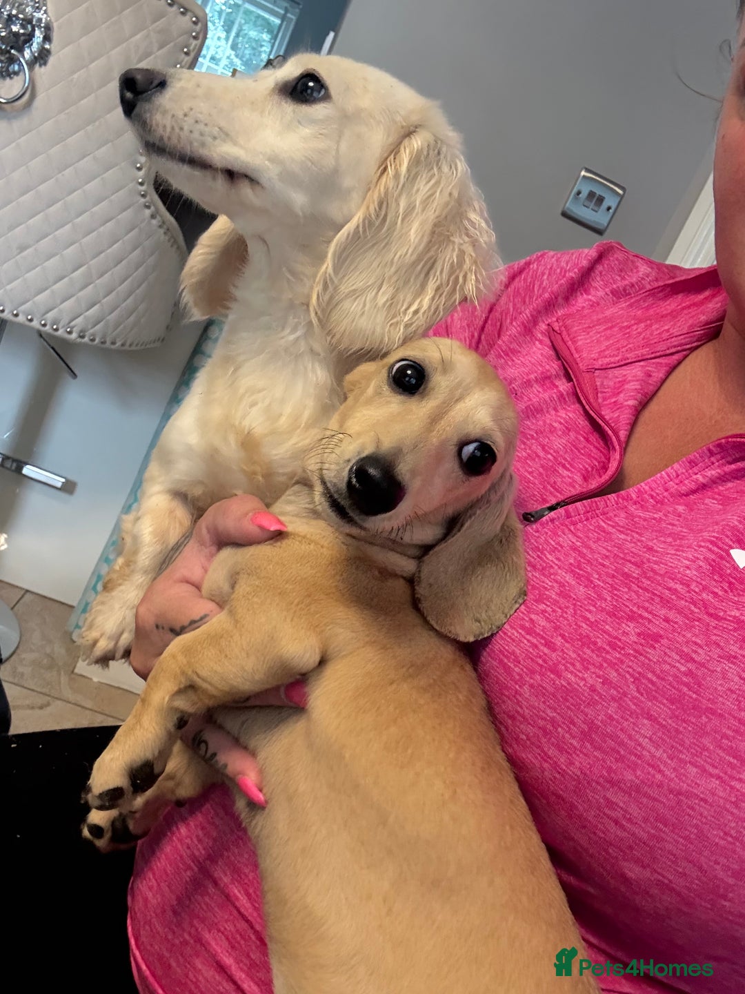 Miniature Dachshund dogs for sale: Miniature Shorthair 6 Month Old Bitch  - Image 3