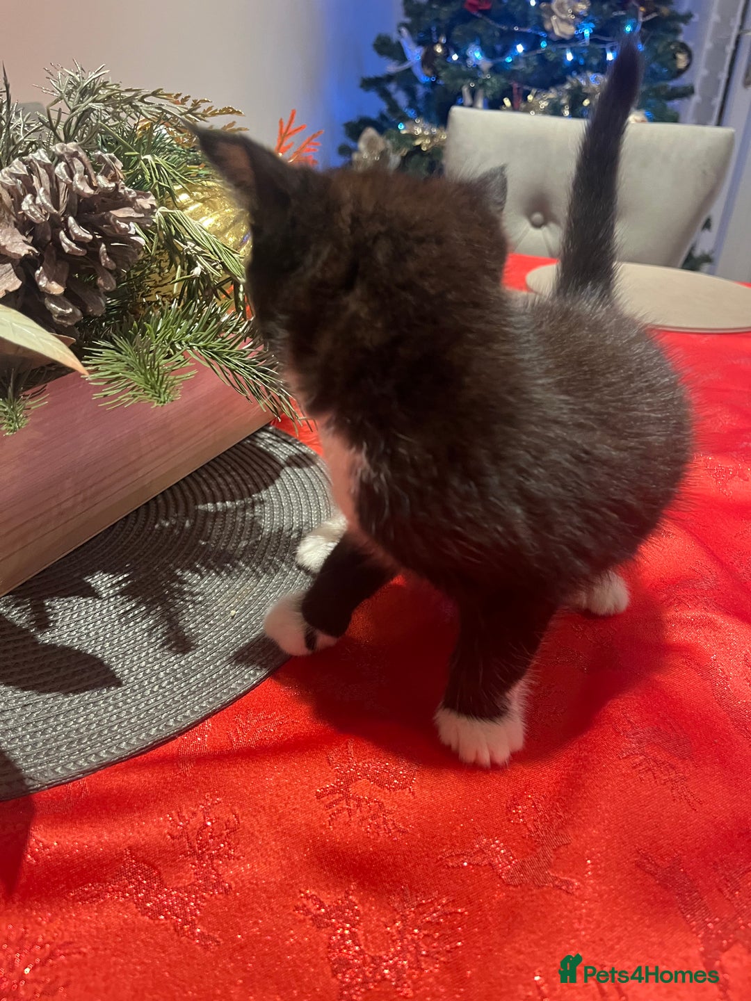 Maine Coon cats for sale: Main coon cross bread  - Advert 12