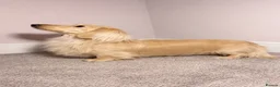 Dachshund dogs for sale: Pale cream puppy’s miniture long haired - Advert 4