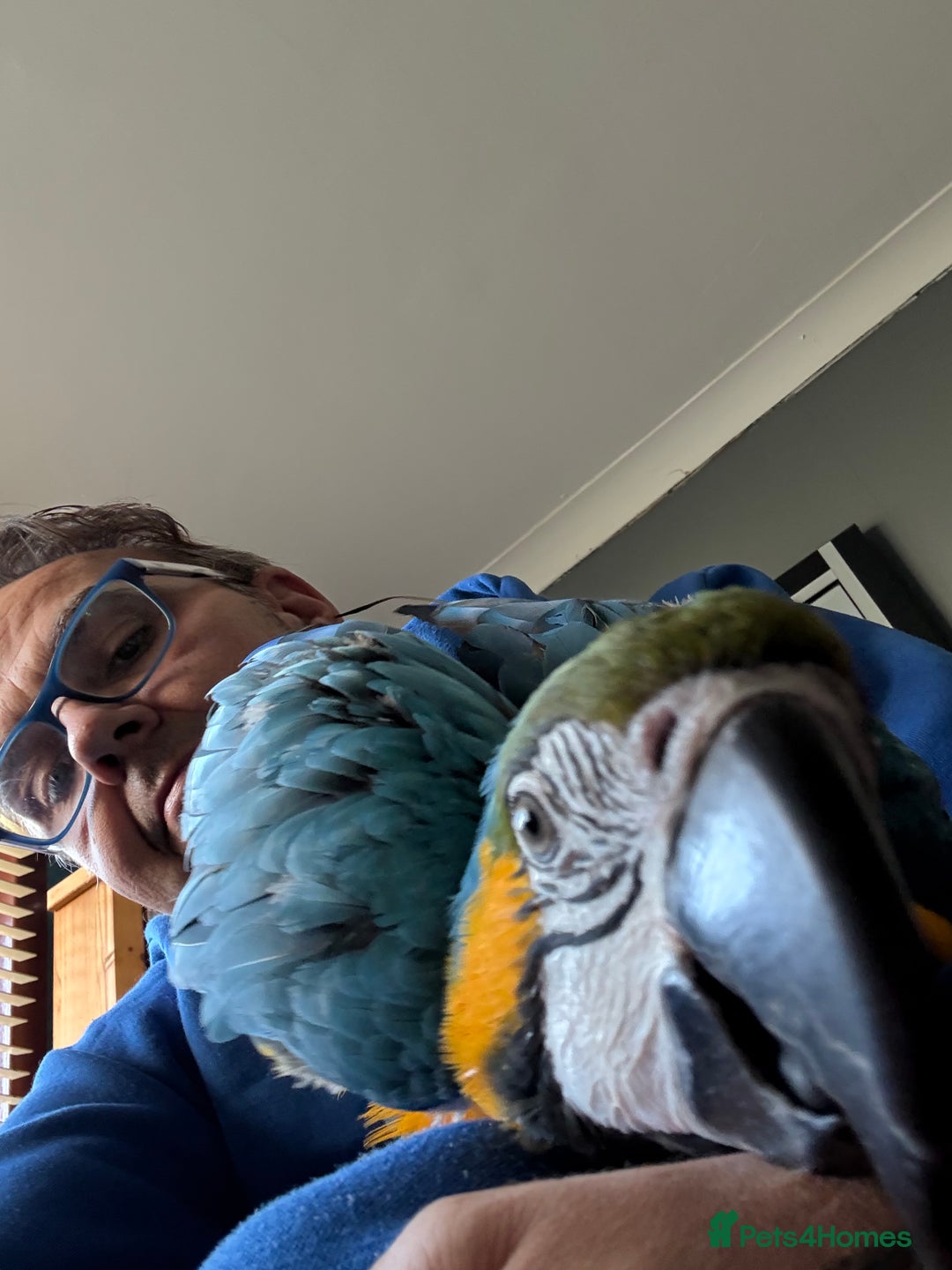 Macaws birds for sale: Ricco gold chested macaw - Advert 2