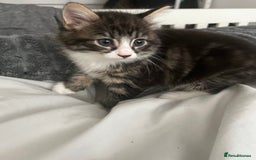 Mixed Breed cats for sale: 3 Healthy, Playful Kittens  - Image 29