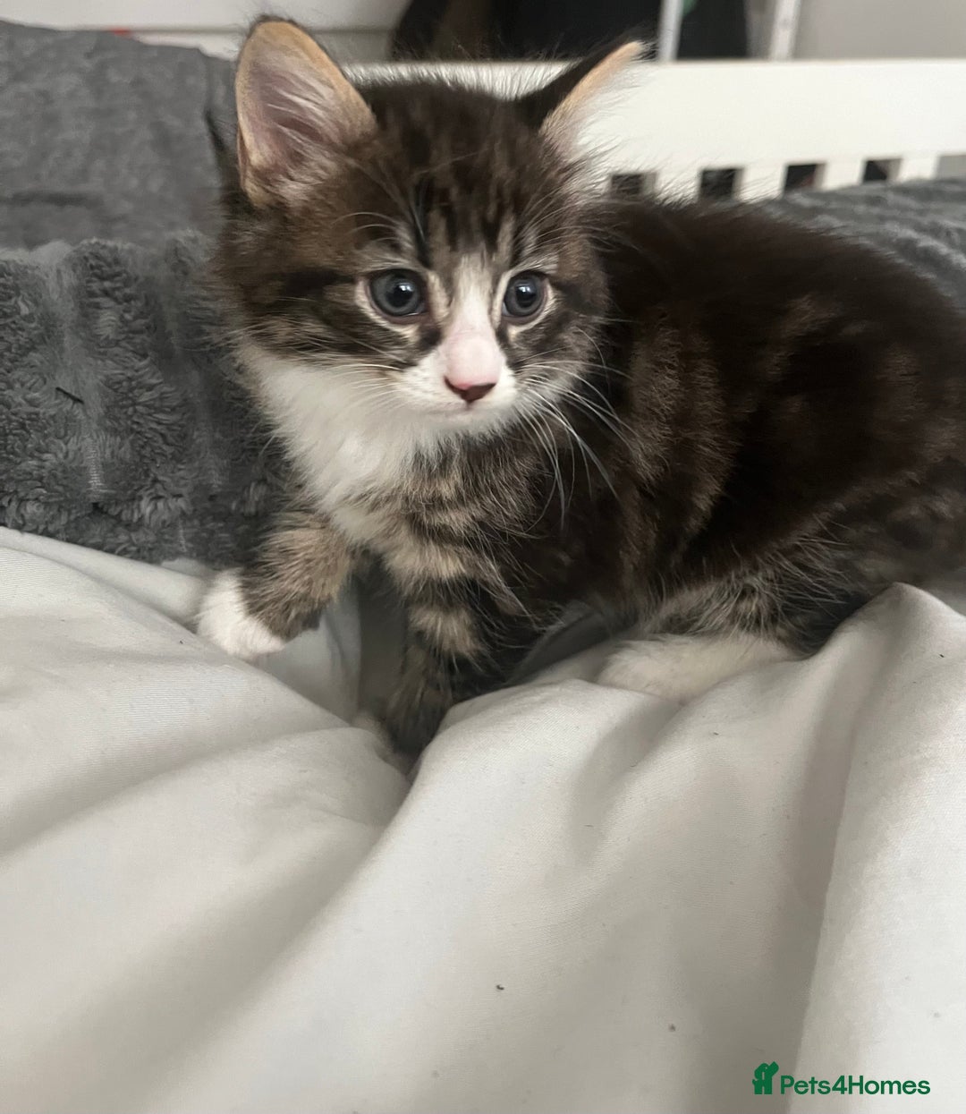 Mixed Breed cats for sale: 3 Healthy, Playful Kittens  - Image 29