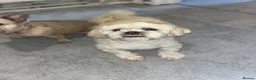Malshi dogs for sale: Beautiful boy Rio shihtzu/maltese  - Advert 5