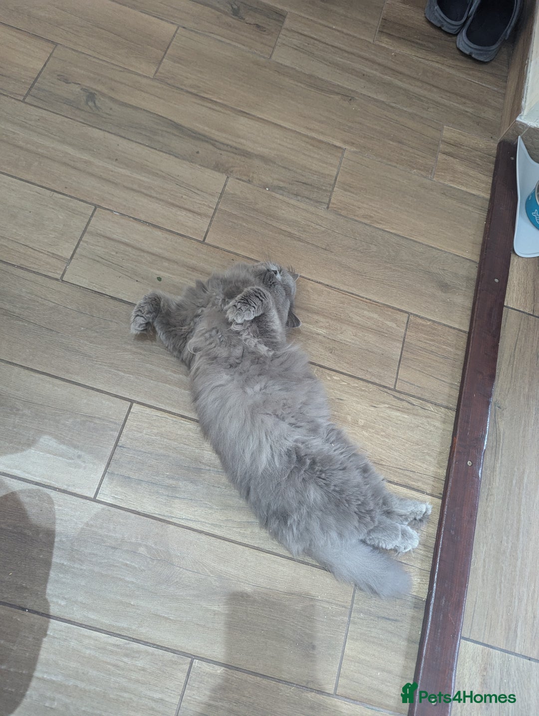 British Longhair cats for sale: Beautiful cat Luna looking for a loving home. - Advert 8