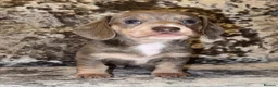 Miniature Dachshund dogs for sale: Miniature Dachshunds - Advert 11