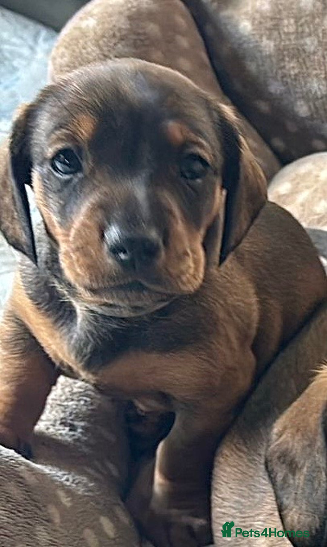 Dachshund dogs for sale: *1 beautiful dachshund girl left* - Advert 15
