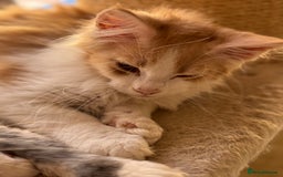 Maine Coon cats for sale: Gorgeous Shaded Line Maine Coon Kittens for sale - Image 2