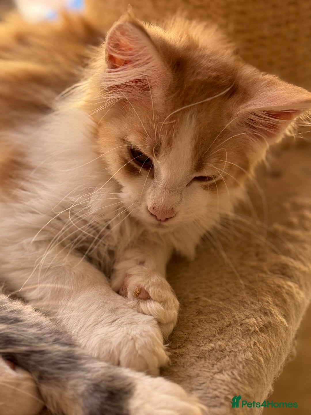 Maine Coon cats for sale: Gorgeous Shaded Line Maine Coon Kittens for sale - Image 2