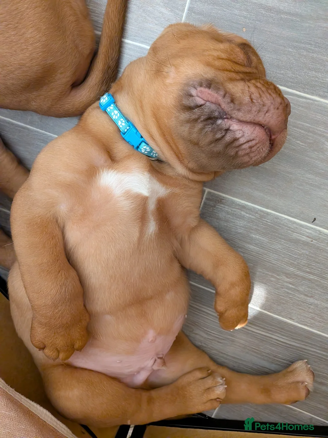 Dogue De Bordeaux dogs for sale: Pedigree chunky pups ready on Tuesday  - Advert 13