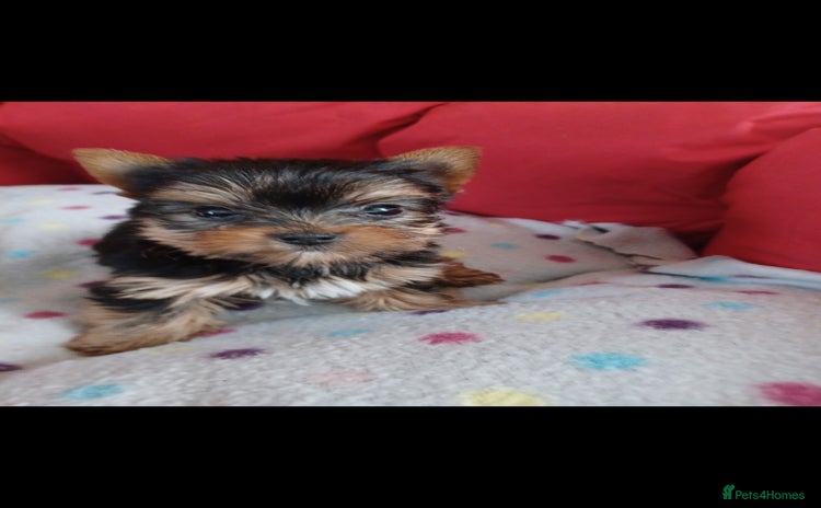 Yorkshire Terrier dogs - Advert 1