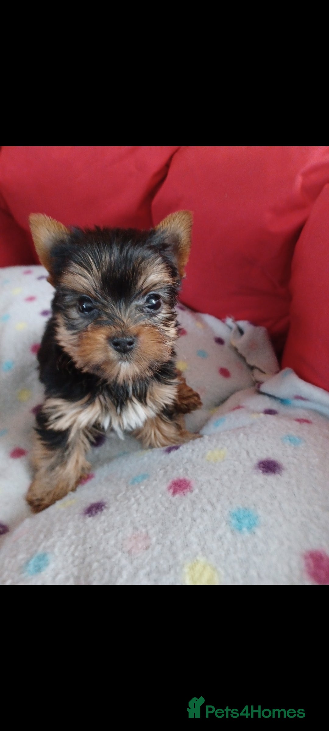 Yorkshire Terrier dogs for sale: Super mini Yorkshire terrier puppy pedigree cert - Image 1