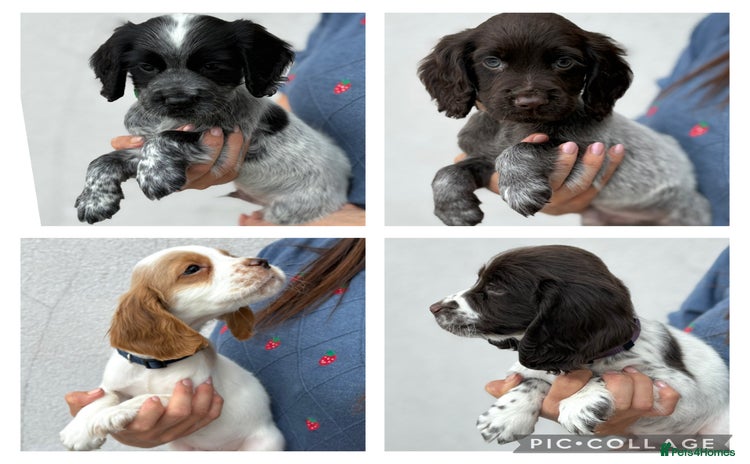 Cocker Spaniel dogs - Advert 10