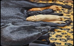 Labrador Retriever dogs for sale: Labrador puppies - Image 4
