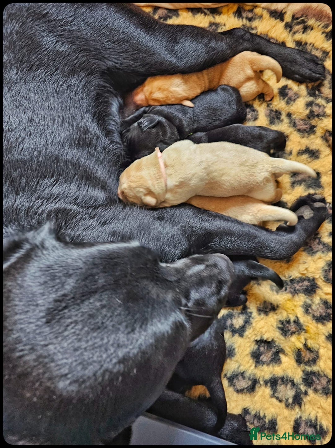 Labrador Retriever dogs for sale: Labrador puppies - Image 4