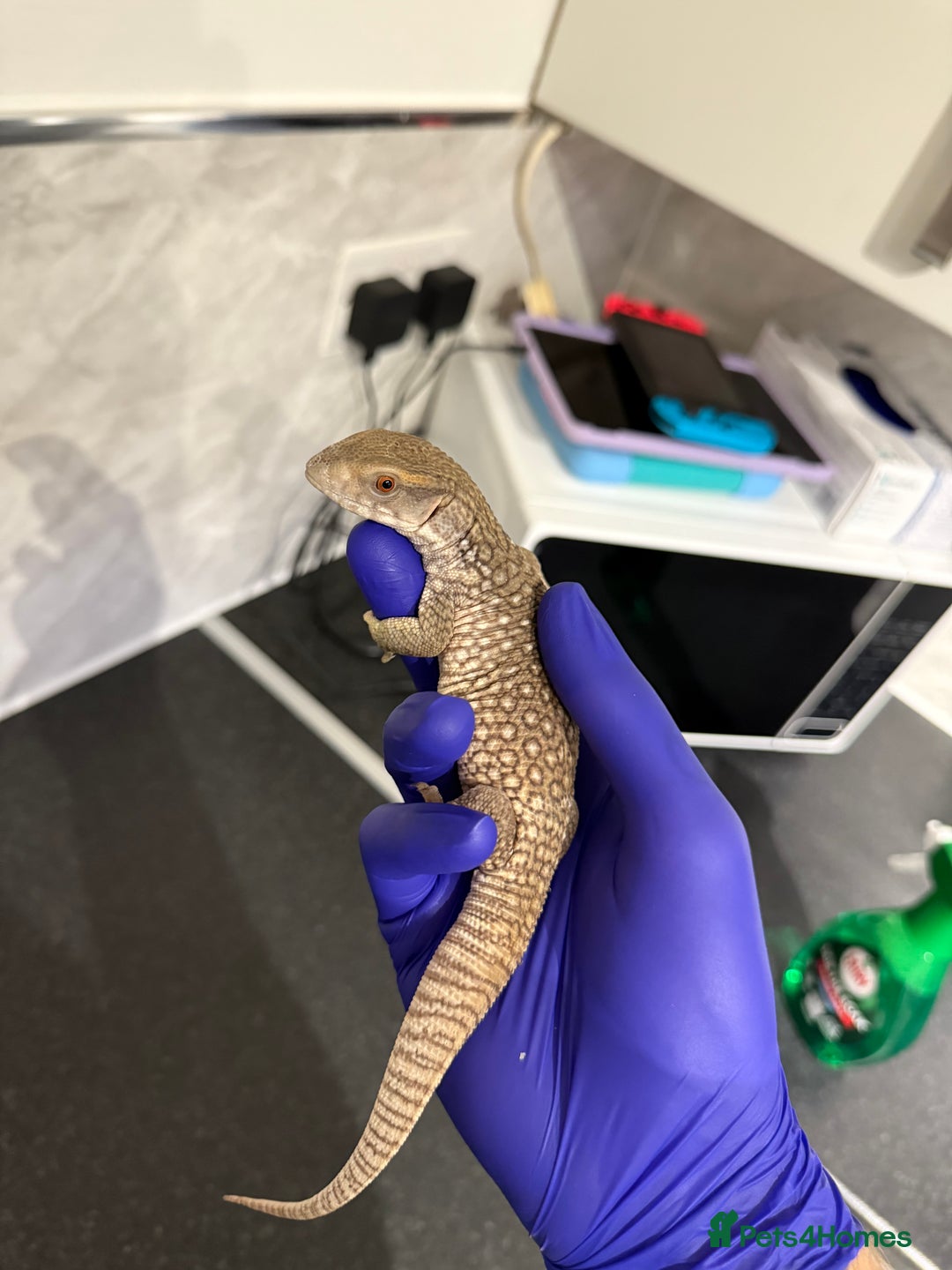 Monitor reptiles for sale: Baby savanna monitor for sale  - Image 1