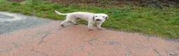 Mixed Breed dogs for sale: Bedlington x Whippet Puppies  - Advert 12