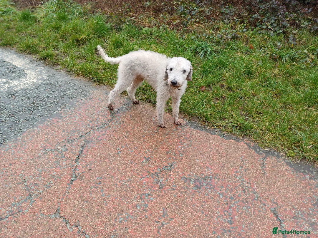 Mixed Breed dogs for sale: Bedlington x Whippet Puppies  - Advert 12