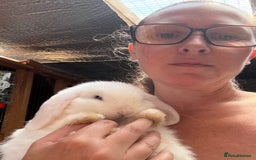 Dwarf Lop rabbits for sale: The laziest little bunny ever - Image 6