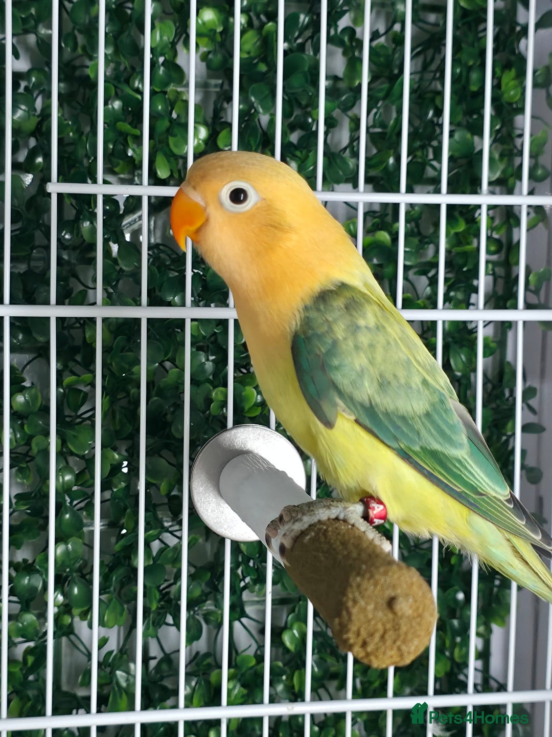 Lovebirds birds for sale: Mutation Lovebirds for Sale - Advert 5