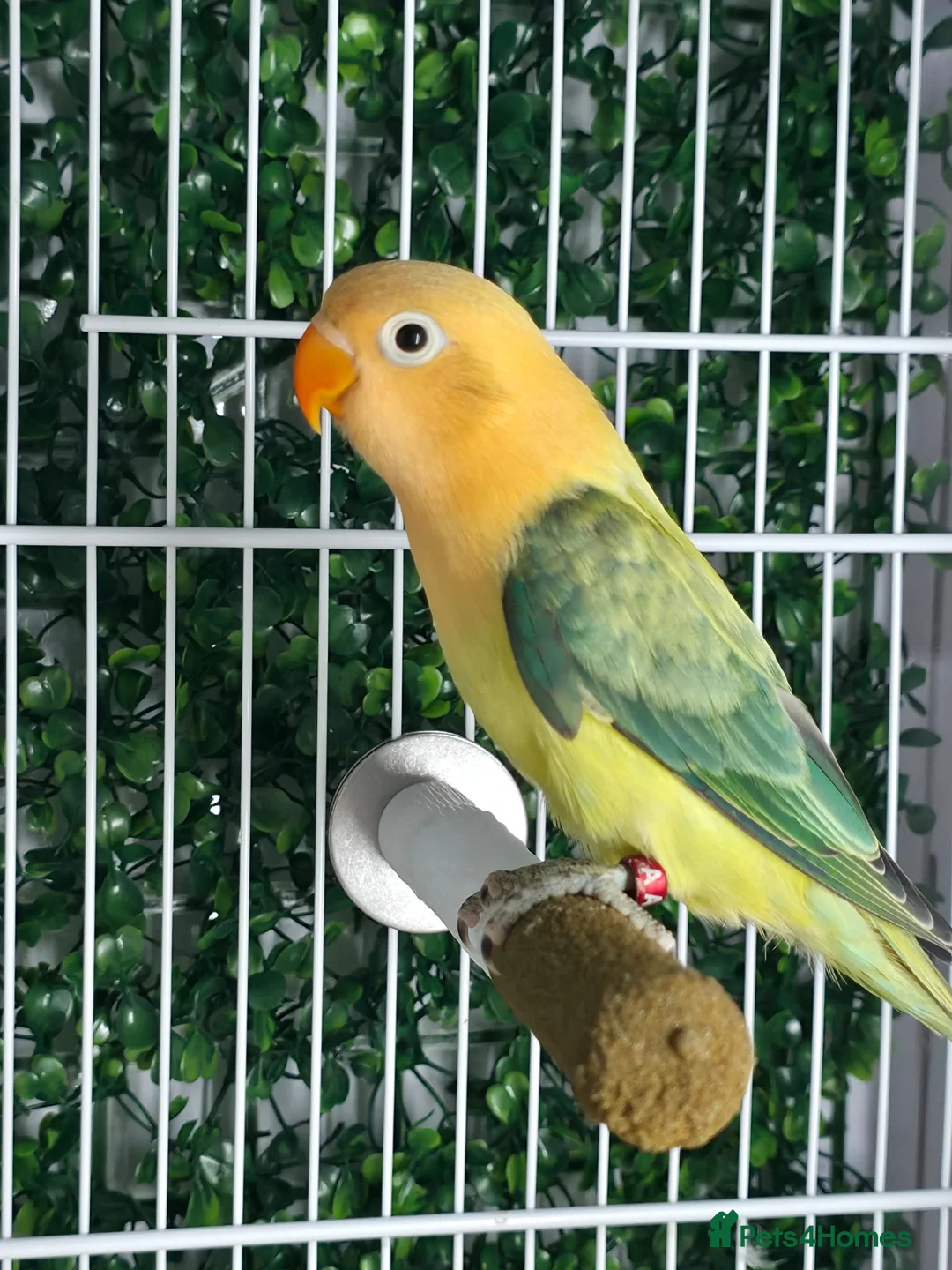 Lovebirds birds for sale: Mutation Lovebirds for Sale - Advert 5