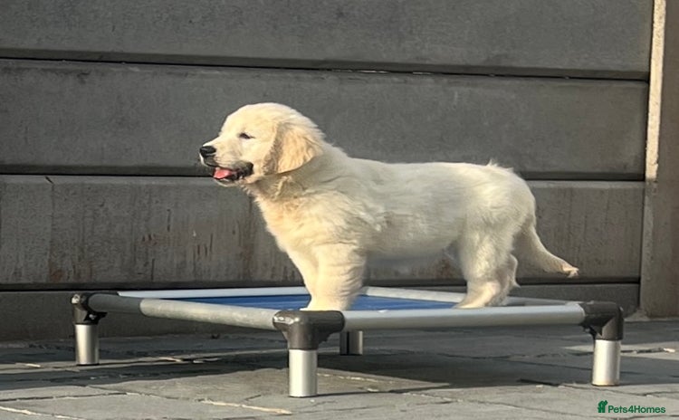 Golden Retriever dogs - Advert 15