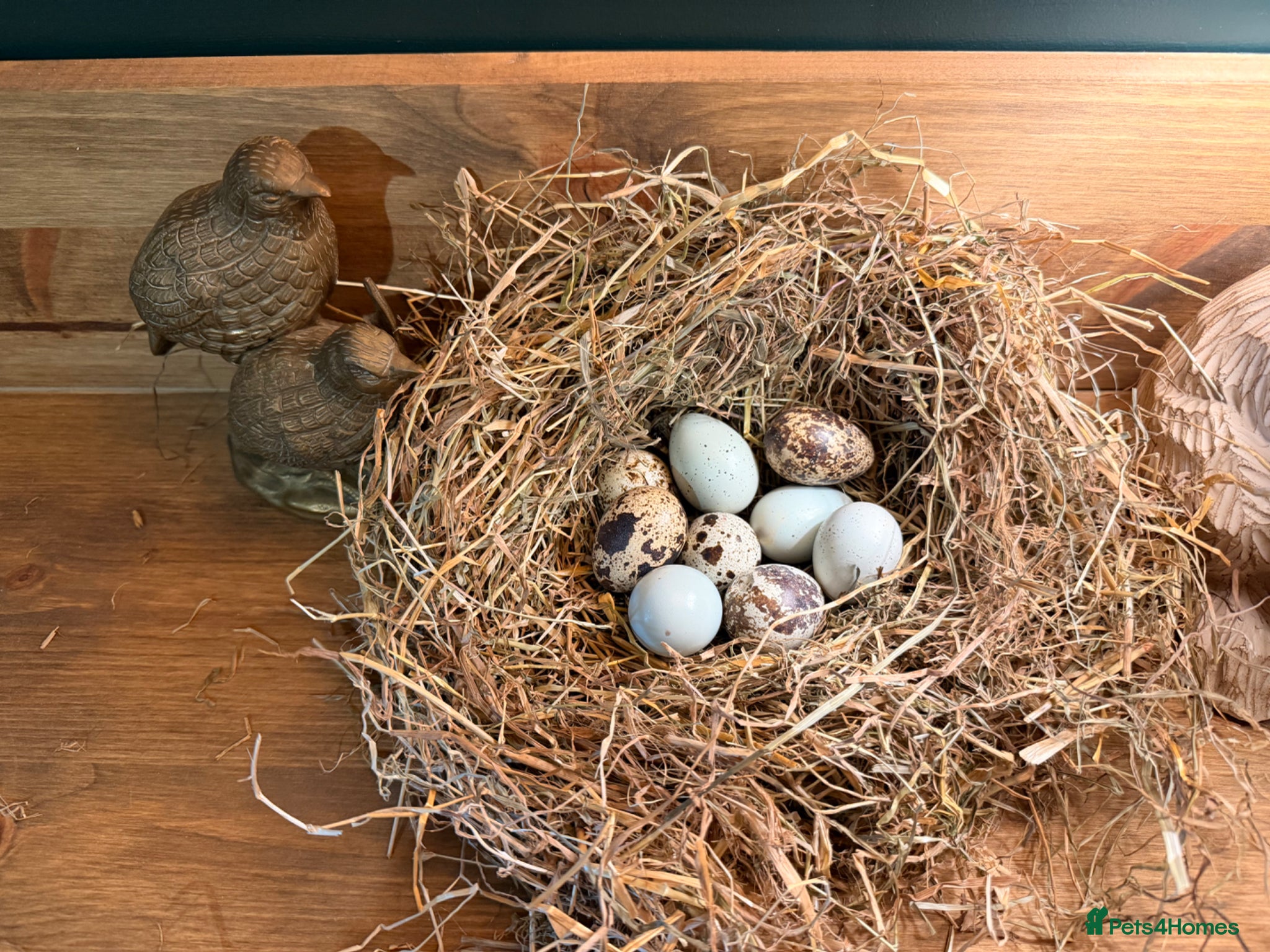 Quail poultry for sale: California quail hatching eggs and coturnix quail  - Advert 2