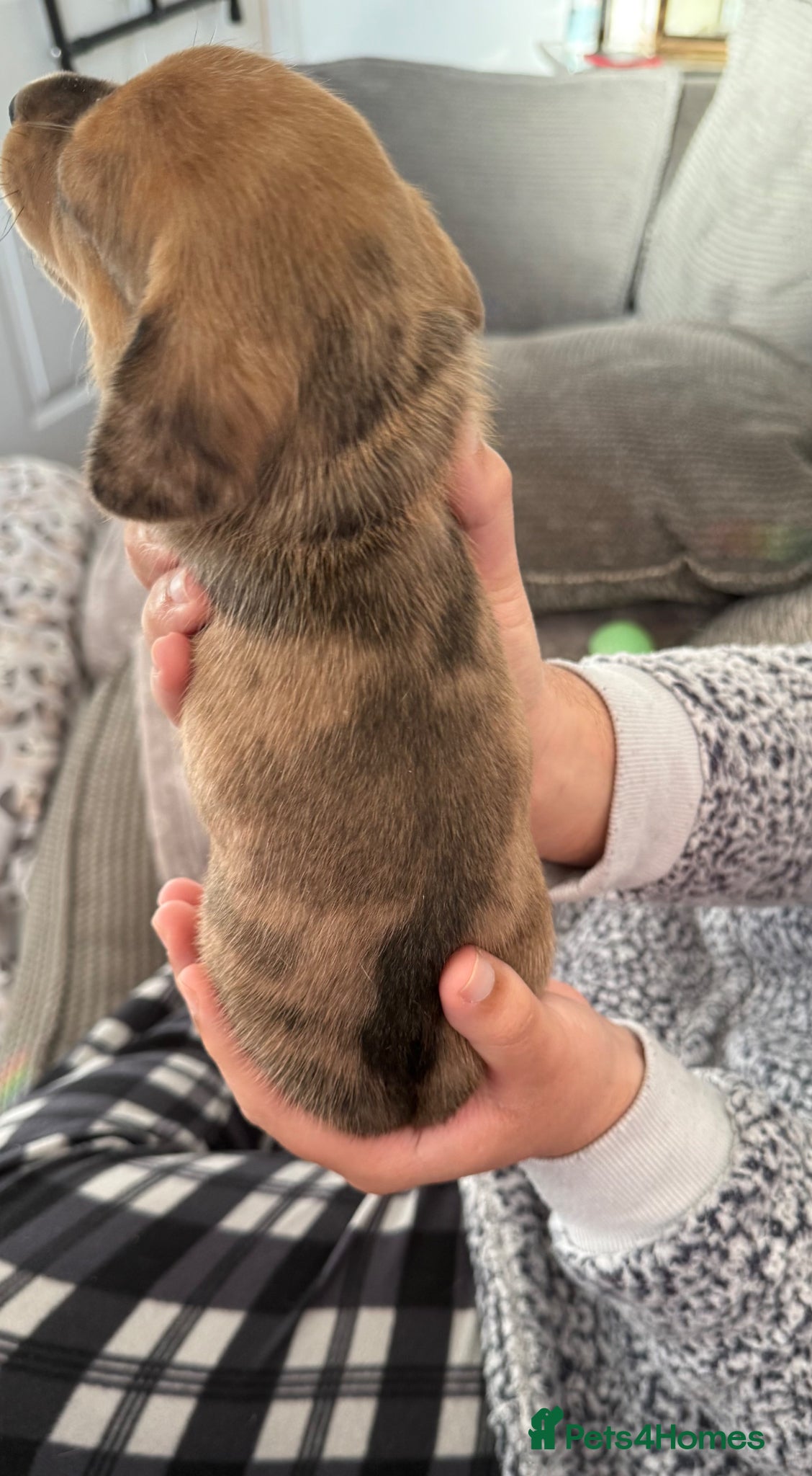 Chiweenie dogs 5 beautiful home reared  Chiweenie puppies - Advert 1