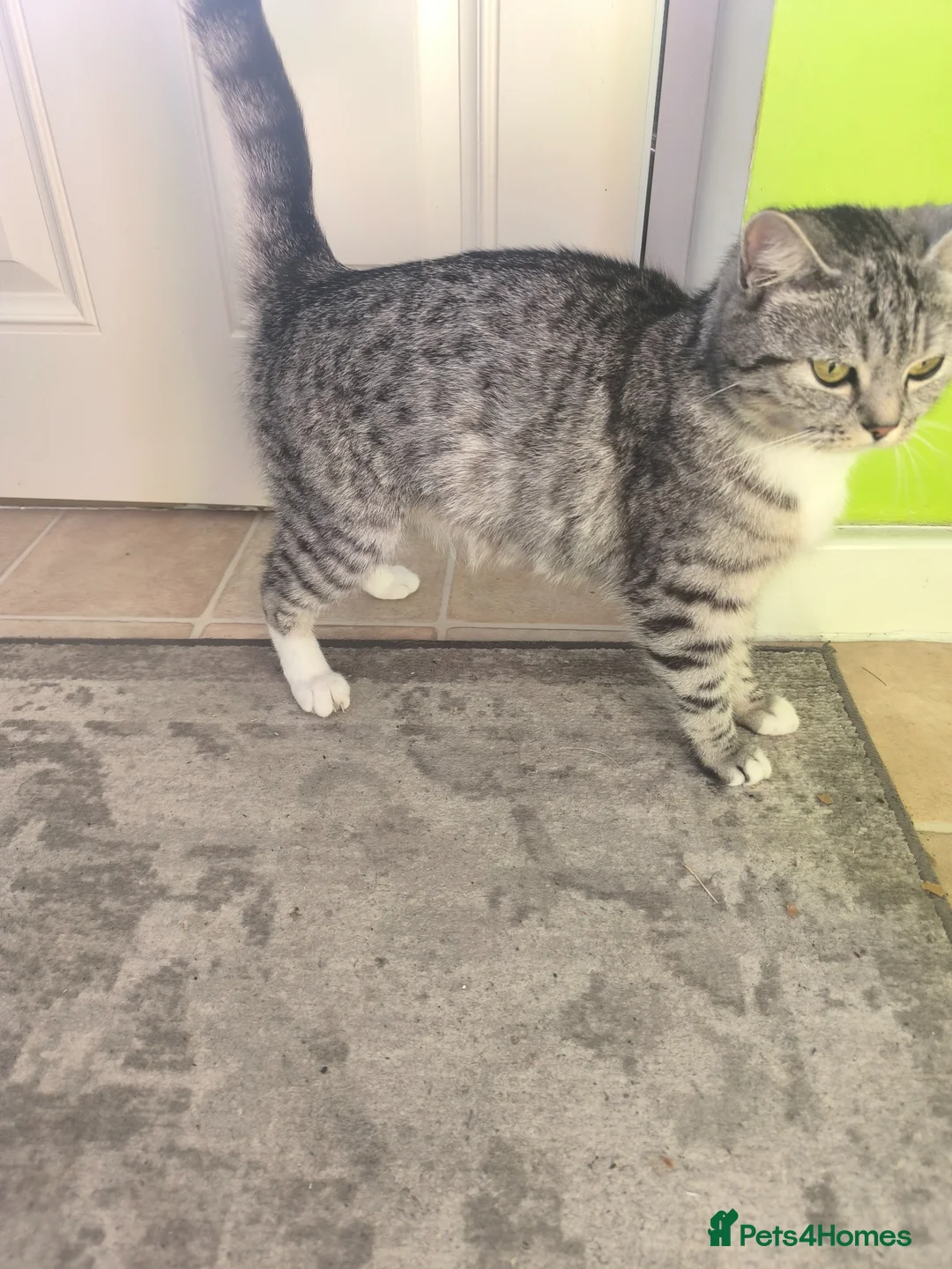 Mixed Breed cats for sale: Gorgeous kittens - Advert 9
