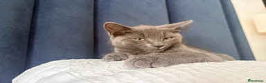 British Shorthair 1