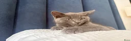 British Shorthair cats for sale: 1 kitten 2 cats for rehoming.  - Advert 10