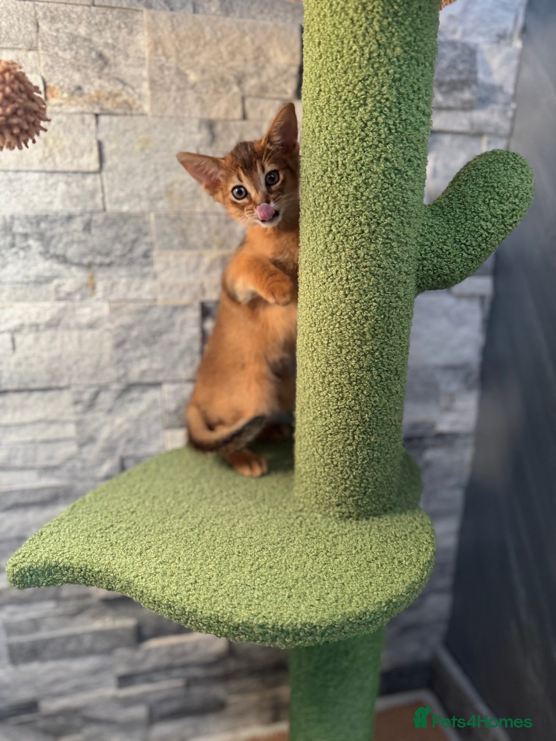 Abyssinian cats for sale: Last Pedigree abbysinian girl left! - Image 2