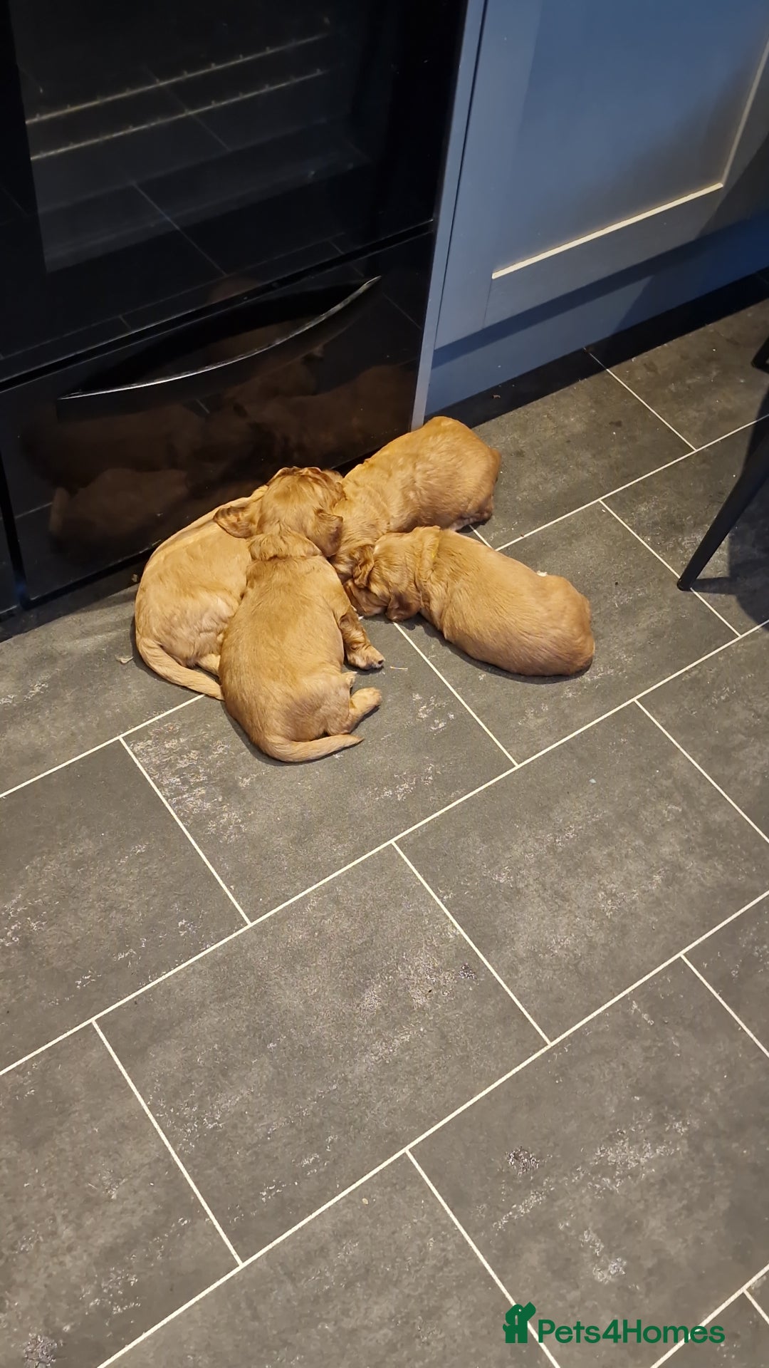 Cocker Spaniel dogs for sale: Cocker spaniel puppies - Image 16