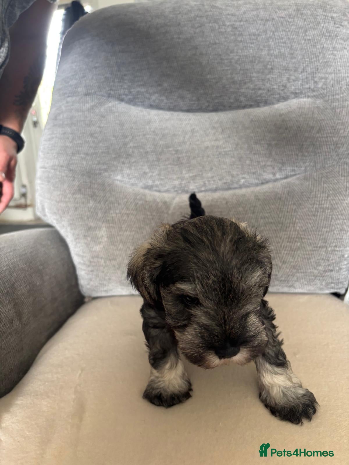 Miniature Schnauzer dogs for sale: Beautiful Miniature Schnauzers  - Advert 7