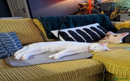 Domestic Shorthair cats for sale: Heartbreaking Rehome-18 month old Pure White Cat x - Image 15