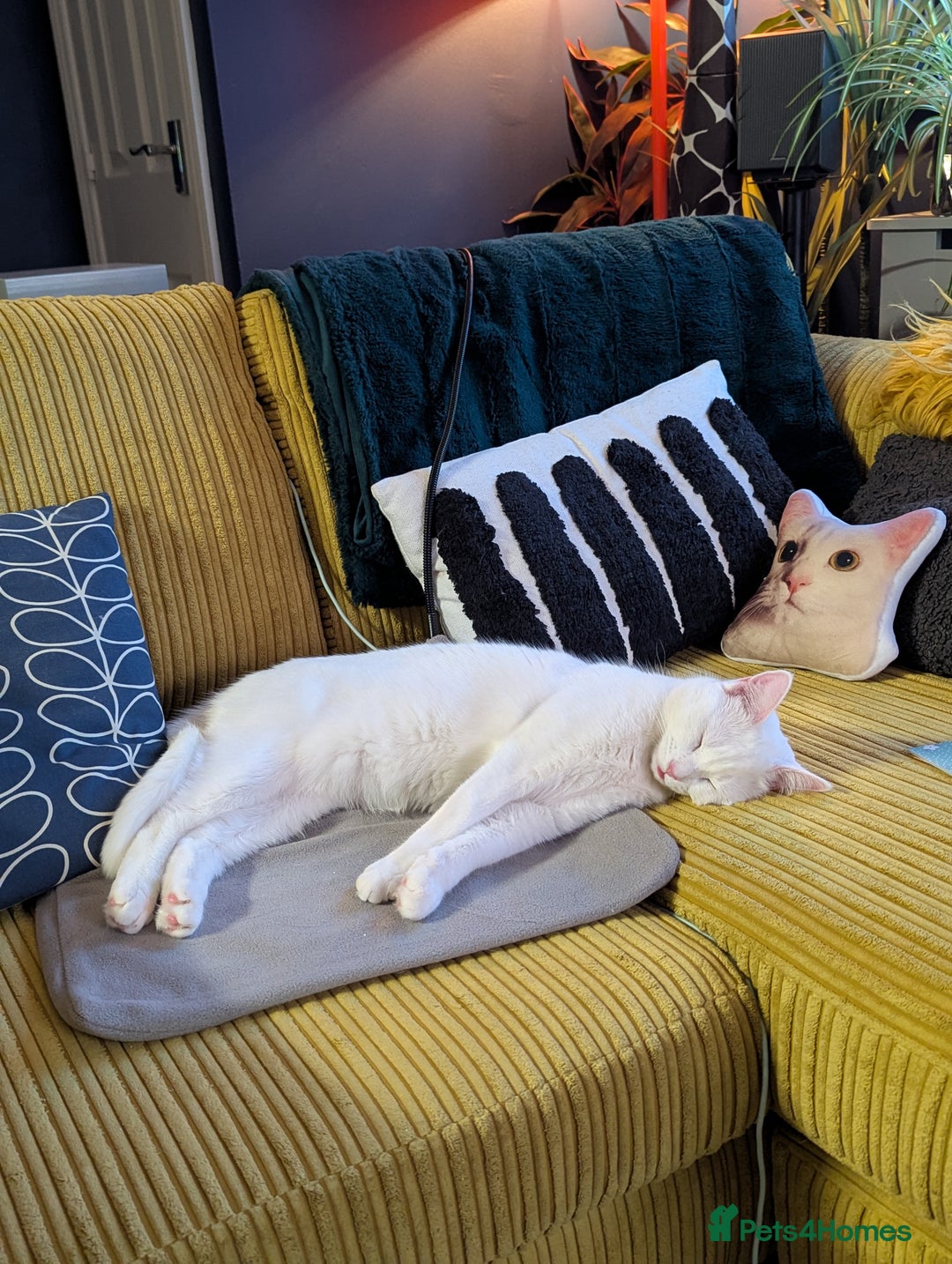 Domestic Shorthair cats for sale: Heartbreaking Rehome-18 month old Pure White Cat x - Image 15