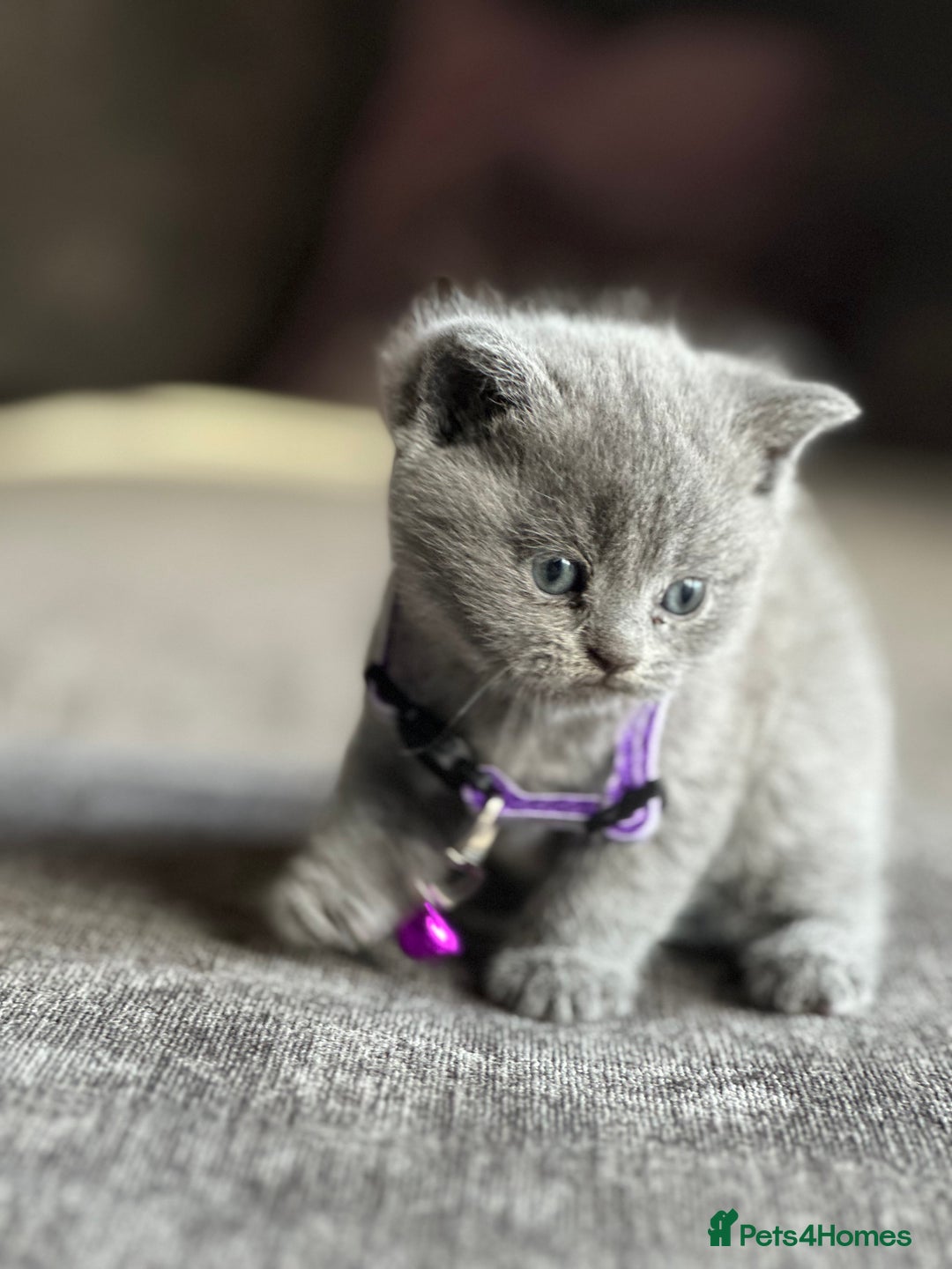 British Shorthair cats for sale: british shorthair kittens - Advert 4