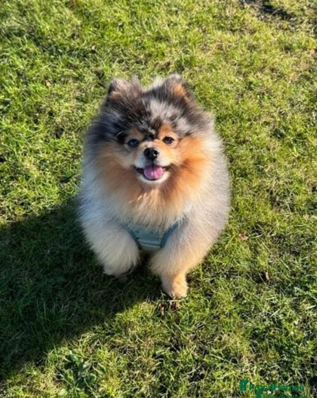 Pomeranian dogs for sale: Fully Vaccinated Orange Sable Boy Pomeranian 💙 - Advert 21