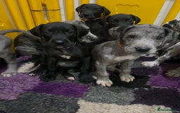 Great Dane dogs for sale: READY NOW PURE BRED GREAT DANE PUPPIES FOR SALE - Image 31