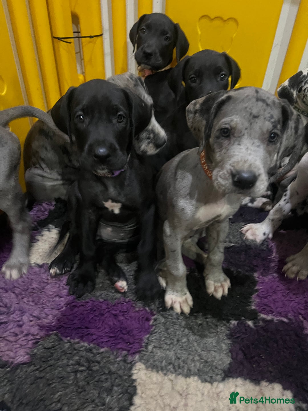 Great Dane dogs for sale: READY NOW PURE BRED GREAT DANE PUPPIES FOR SALE - Image 31